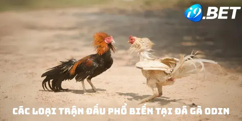Các loại trận đấu phổ biến tại đá gà Odin