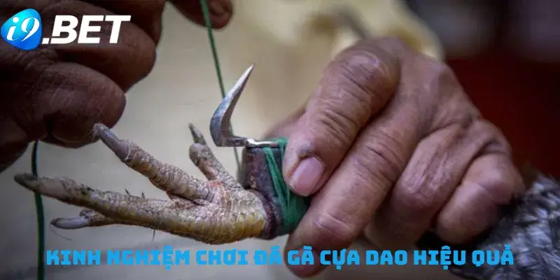 Kinh nghiệm chơi đá gà cựa dao hiệu quả